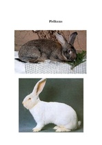 Referāts 'Truškopība', 21.