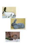 Referāts 'Truškopība', 22.