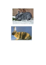 Referāts 'Truškopība', 23.