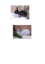 Referāts 'Truškopība', 24.