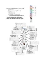 Konspekts 'Paint un Photoshop rīkjoslas', 6.