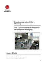 Prakses atskaite 'The Y Chromosome of Drosophila Melanogaster and Aging', 1.