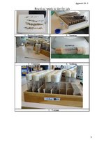 Prakses atskaite 'The Y Chromosome of Drosophila Melanogaster and Aging', 9.