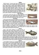 Konspekts 'Zivis', 2.