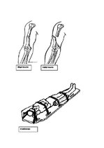 Konspekts 'Mugurkaula, ribu lūzumi', 3.