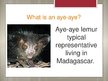 Prezentācija 'Aye aye', 2.