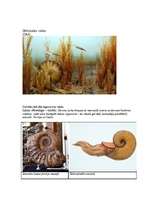 Referāts 'Karbons', 3.