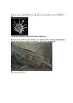 Referāts 'Karbons', 4.