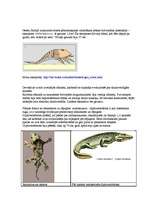 Referāts 'Karbons', 6.