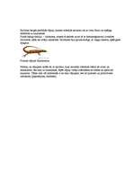 Referāts 'Karbons', 7.