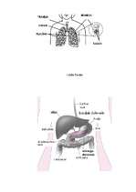 Referāts 'Smēķēšanas ietekme uz organismu', 21.