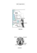 Referāts 'Smēķēšanas ietekme uz organismu', 22.