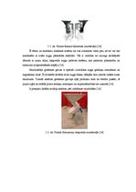 Prakses atskaite 'Ābolu biezeņa bērniem ražošana', 25.