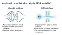 Prezentācija 'Slāpekļa oksīds', 2.