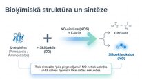 Prezentācija 'Slāpekļa oksīds', 4.