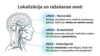 Prezentācija 'Slāpekļa oksīds', 7.