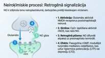 Prezentācija 'Slāpekļa oksīds', 18.