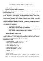 Konspekts 'Žurnāla "Cosmopolitan" reklāmas izplatīšanas analīze', 2.