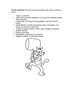 Referāts 'Projekts', 9.