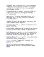 Konspekts 'Kāzu jubilejas', 2.