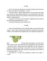 Referāts 'Jauktu koku mežs', 6.