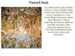 Prezentācija 'Dižrenesanses mākslinieki Itālijā 15.-16.gadsimtā', 17.
