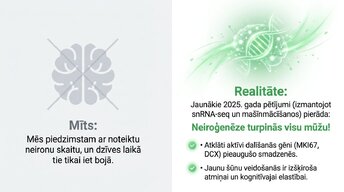 Prezentācija 'Vai pieauguša cilvēka smadzenes spēj audzēt jaunus neironus?', 2.