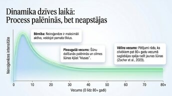 Prezentācija 'Vai pieauguša cilvēka smadzenes spēj audzēt jaunus neironus?', 6.
