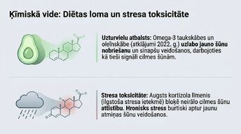 Prezentācija 'Vai pieauguša cilvēka smadzenes spēj audzēt jaunus neironus?', 11.