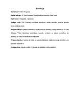 Referāts 'Disleksija kā viens no mācīšanās traucējumiem', 2.