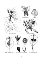Konspekts 'Bumbieres koksne', 16.