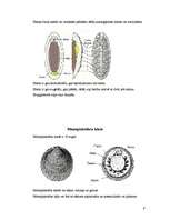 Referāts 'Gliemju tips', 9.
