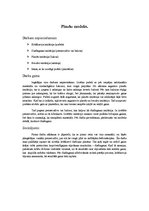 Paraugs 'Plaušu modelis, plaušas', 1.