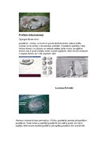 Konspekts 'Baltu Senkultūra', 5.