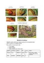 Konspekts 'Baltu Senkultūra', 10.