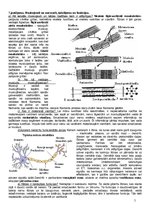 Konspekts 'Anatomija, fizioloģija', 5.