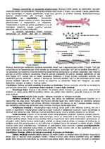 Konspekts 'Anatomija, fizioloģija', 6.