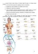 Konspekts 'Anatomija, fizioloģija', 18.