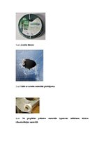 Referāts 'Armētās, slāņainās un gāzpildītās plastmasas', 7.