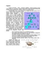 Konspekts 'Spermatoģenēze un ooģenēze', 3.