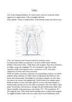 Referāts 'Mutes dobums', 1.