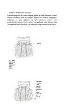 Referāts 'Mutes dobums', 18.