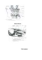 Referāts 'Mutes dobums', 50.