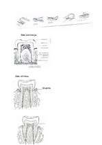 Referāts 'Mutes dobums', 51.