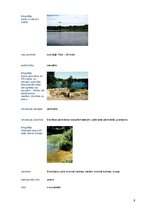 Referāts 'Talsu pauguraines dabas parks', 11.