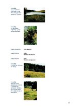 Referāts 'Talsu pauguraines dabas parks', 13.