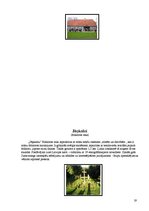 Referāts 'Talsu pauguraines dabas parks', 21.