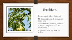 Prezentācija 'Augļu koku izvēle augļu dārza izvēlētajā zemes platībā', 3.