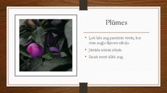 Prezentācija 'Augļu koku izvēle augļu dārza izvēlētajā zemes platībā', 4.