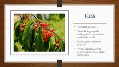 Prezentācija 'Augļu koku izvēle augļu dārza izvēlētajā zemes platībā', 5.